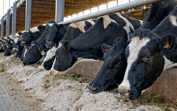 Dairy cattle eating their winter fodder