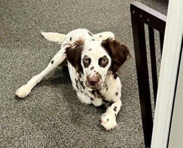 Bijou, a Dalmatian puppy who is the subject of an animal cruelty case, rests a few mo<em></em>nths ago. The puppy had a front leg amputated a<em></em>bout six mo<em></em>nths ago due to injuries from abuse. (Photo submitted on Aug. 15, 2023.)