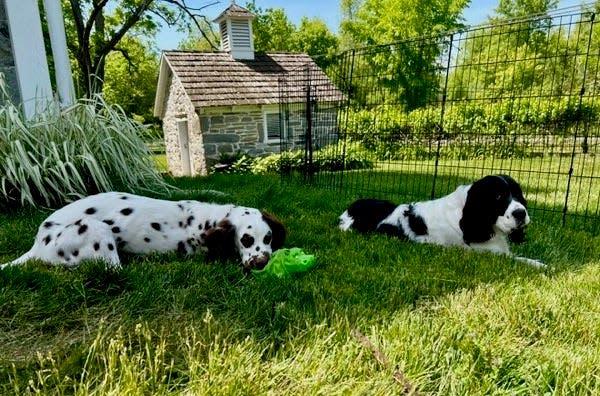 Bijou, a Dalmatian puppy who had a leg amputated due to animal cruelty in Hagerstown in January 2023, is 