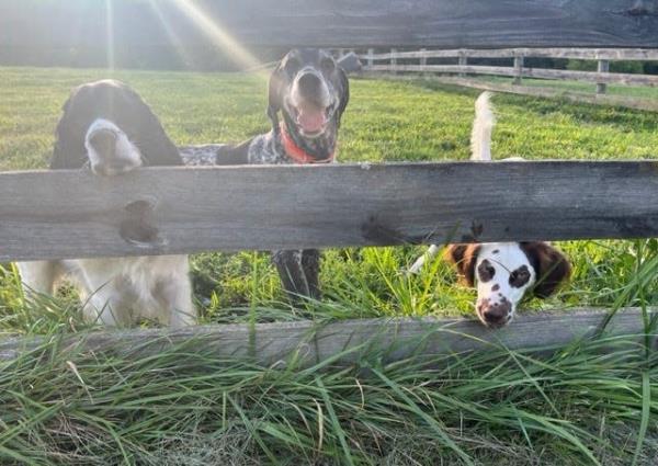 Bijou, a Dalmatian puppy who suffered animal cruelty in Hagerstown in January 2023, is pictured with her new canine siblings. Bijou will be adopted by her foster, said Colin Berry, executive director for the Humane Society of Washington County.