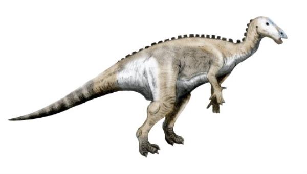 Mantellisaurus