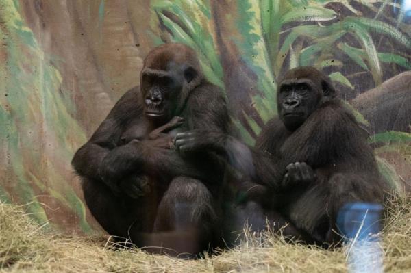 Sully holding her baby gorilla. 