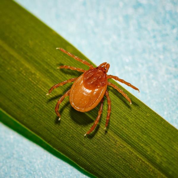A tick awaits a passing host on a blade of grass.