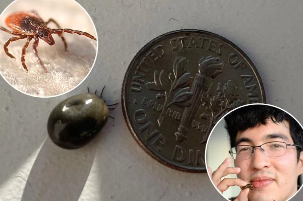 The tick that The Post's Ben Cost found latched to his nether regions at 5am on one not-so-fine Saturday in May.