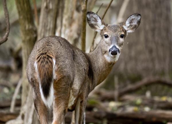 A whitetail deer.