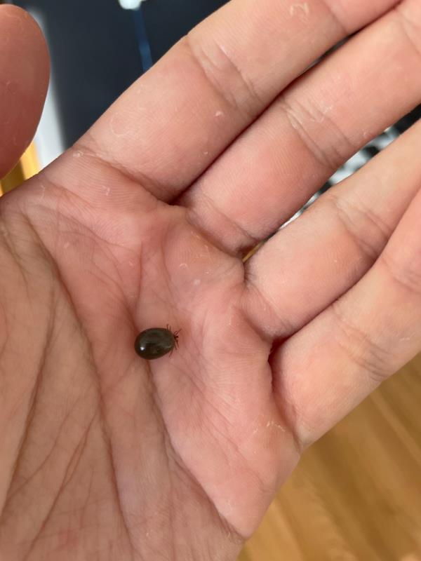 The tick that fell off the author's groin.