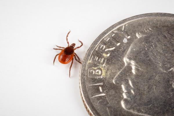 A deer tick.