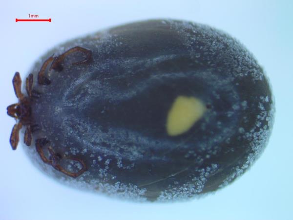 A scan of the tick that was on the author's groin.