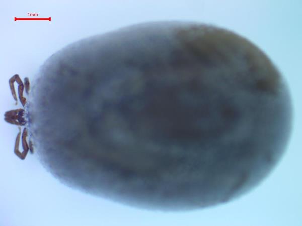 A scan of the tick's topside. 