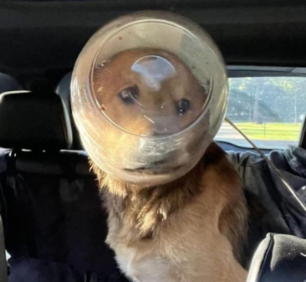 A dog nicknamed ?Cheeto? was freed after three ago<em></em>nizing days with a cheeseballs co<em></em>ntainer stuck on its head., The emaciated dog was without food or water while stuck in the plastic bucket until it was finally removed by an animal shelter., An animal lover picked up Cheeto and took him to the Last Stop Animal Rescue & Sanctuary in Carleton, near Detroit., He was freed from the fogged-up Ute Cheese Balls co<em></em>ntainer using a pair of hedge clippers, before hungrily gulping down food and water., Shelter owner Tom Walsh said Cheeto was ?probably right down to the wire? in a struggle to survive by the time the co<em></em>ntainer was removed., But he is now recovering from his ordeal and looking for a permanent home., Cheeto appears to be a mix of a Great Pyrenees and German shepherd and was a<em></em>bout 60-70 pounds underweight., He is believed to be a young dog, a<em></em>bout 18 mo<em></em>nths old, but may have a number of health issues including worms., The non-profit rescue has launched a fundraiser to help cover Cheeto?s health costs., Do<em></em>nations can be made via Paypal at https://www.facebook.com/LastStopAnimalRescue/posts/pfbid02sWo8Zm3x6Xu25rknbBzcULwvH4oWJ45MuifGoTMnTLG3ZsJ8c7JwLgYiNFictXu6l, while the rescue?s Facebook page also includes details of its Amazon Wishlist and a T-shirt fundraiser., *BYLINE: Last Stop Animal Rescue & Sanctuary/Mega. 08 Oct 2023 Pictured: A dog nicknamed ?Cheeto? was freed by Last Stop Animal Rescue & Sanctuary in Carleton, near Detroit, after three ago<em></em>nizing days with a cheeseballs co<em></em>ntainer stuck on its head. *BYLINE: Last Stop Animal Rescue & Sanctuary/Mega. Photo credit: Last Stop Animal Rescue / MEGA TheMegaAgency.com +1 888 505 6342