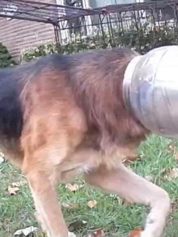 A dog nicknamed ?Cheeto? was freed after three ago<em></em>nizing days with a cheeseballs co<em></em>ntainer stuck on its head., The emaciated dog was without food or water while stuck in the plastic bucket until it was finally removed by an animal shelter., An animal lover picked up Cheeto and took him to the Last Stop Animal Rescue & Sanctuary in Carleton, near Detroit., He was freed from the fogged-up Ute Cheese Balls co<em></em>ntainer using a pair of hedge clippers, before hungrily gulping down food and water., Shelter owner Tom Walsh said Cheeto was ?probably right down to the wire? in a struggle to survive by the time the co<em></em>ntainer was removed., But he is now recovering from his ordeal and looking for a permanent home., Cheeto appears to be a mix of a Great Pyrenees and German shepherd and was a<em></em>bout 60-70 pounds underweight., He is believed to be a young dog, a<em></em>bout 18 mo<em></em>nths old, but may have a number of health issues including worms., The non-profit rescue has launched a fundraiser to help cover Cheeto?s health costs., Do<em></em>nations can be made via Paypal at https://www.facebook.com/LastStopAnimalRescue/posts/pfbid02sWo8Zm3x6Xu25rknbBzcULwvH4oWJ45MuifGoTMnTLG3ZsJ8c7JwLgYiNFictXu6l, while the rescue?s Facebook page also includes details of its Amazon Wishlist and a T-shirt fundraiser., *BYLINE: Last Stop Animal Rescue & Sanctuary/Mega. 08 Oct 2023 Pictured: A dog nicknamed ?Cheeto? was freed by Last Stop Animal Rescue & Sanctuary in Carleton, near Detroit, after three ago<em></em>nizing days with a cheeseballs co<em></em>ntainer stuck on its head. *BYLINE: Last Stop Animal Rescue & Sanctuary/Mega. Photo credit: Last Stop Animal Rescue / MEGA TheMegaAgency.com +1 888 505 6342