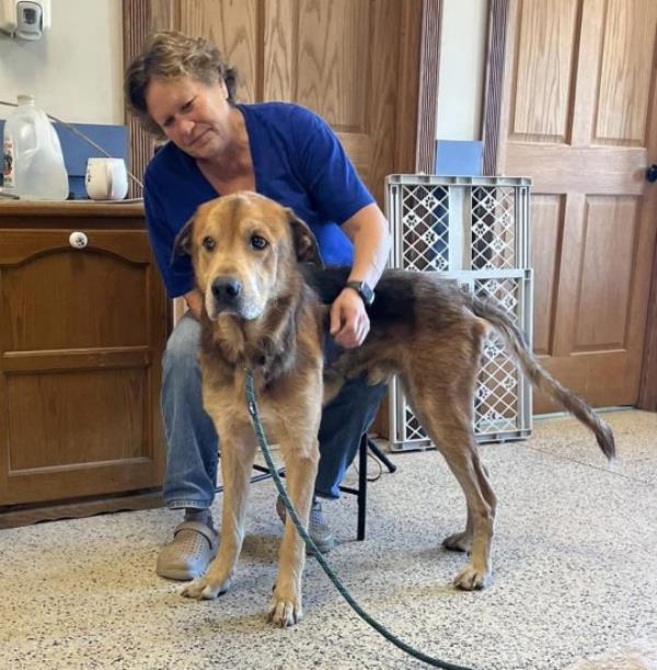 A dog nicknamed ?Cheeto? was freed after three ago<em></em>nizing days with a cheeseballs co<em></em>ntainer stuck on its head., The emaciated dog was without food or water while stuck in the plastic bucket until it was finally removed by an animal shelter., An animal lover picked up Cheeto and took him to the Last Stop Animal Rescue & Sanctuary in Carleton, near Detroit., He was freed from the fogged-up Ute Cheese Balls co<em></em>ntainer using a pair of hedge clippers, before hungrily gulping down food and water., Shelter owner Tom Walsh said Cheeto was ?probably right down to the wire? in a struggle to survive by the time the co<em></em>ntainer was removed., But he is now recovering from his ordeal and looking for a permanent home., Cheeto appears to be a mix of a Great Pyrenees and German shepherd and was a<em></em>bout 60-70 pounds underweight., He is believed to be a young dog, a<em></em>bout 18 mo<em></em>nths old, but may have a number of health issues including worms., The non-profit rescue has launched a fundraiser to help cover Cheeto?s health costs., Do<em></em>nations can be made via Paypal at https://www.facebook.com/LastStopAnimalRescue/posts/pfbid02sWo8Zm3x6Xu25rknbBzcULwvH4oWJ45MuifGoTMnTLG3ZsJ8c7JwLgYiNFictXu6l, while the rescue?s Facebook page also includes details of its Amazon Wishlist and a T-shirt fundraiser., *BYLINE: Last Stop Animal Rescue & Sanctuary/Mega. 08 Oct 2023 Pictured: ?Cheeto? with Susan Walsh of Last Stop Animal Rescue & Sanctuary in Carleton, near Detroit, after three ago<em></em>nizing days with a cheeseballs co<em></em>ntainer stuck on his head. *BYLINE: Last Stop Animal Rescue & Sanctuary/Mega. Photo credit: Last Stop Animal Rescue / MEGA TheMegaAgency.com +1 888 505 6342