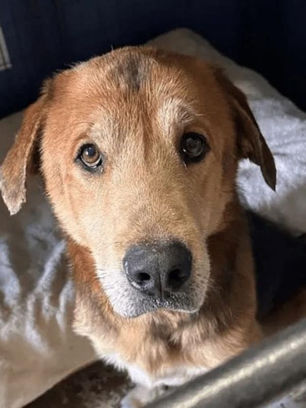 A dog nicknamed ?Cheeto? was freed after three ago<em></em>nizing days with a cheeseballs co<em></em>ntainer stuck on its head., The emaciated dog was without food or water while stuck in the plastic bucket until it was finally removed by an animal shelter., An animal lover picked up Cheeto and took him to the Last Stop Animal Rescue & Sanctuary in Carleton, near Detroit., He was freed from the fogged-up Ute Cheese Balls co<em></em>ntainer using a pair of hedge clippers, before hungrily gulping down food and water., Shelter owner Tom Walsh said Cheeto was ?probably right down to the wire? in a struggle to survive by the time the co<em></em>ntainer was removed., But he is now recovering from his ordeal and looking for a permanent home., Cheeto appears to be a mix of a Great Pyrenees and German shepherd and was a<em></em>bout 60-70 pounds underweight., He is believed to be a young dog, a<em></em>bout 18 mo<em></em>nths old, but may have a number of health issues including worms., The non-profit rescue has launched a fundraiser to help cover Cheeto?s health costs., Do<em></em>nations can be made via Paypal at https://www.facebook.com/LastStopAnimalRescue/posts/pfbid02sWo8Zm3x6Xu25rknbBzcULwvH4oWJ45MuifGoTMnTLG3ZsJ8c7JwLgYiNFictXu6l, while the rescue?s Facebook page also includes details of its Amazon Wishlist and a T-shirt fundraiser., *BYLINE: Last Stop Animal Rescue & Sanctuary/Mega. 08 Oct 2023 Pictured: A dog nicknamed ?Cheeto? was freed by Last Stop Animal Rescue & Sanctuary in Carleton, near Detroit, after three ago<em></em>nizing days with a cheeseballs co<em></em>ntainer stuck on its head. *BYLINE: Last Stop Animal Rescue & Sanctuary/Mega. Photo credit: Last Stop Animal Rescue / MEGA TheMegaAgency.com +1 888 505 6342