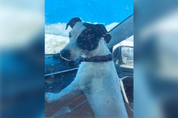 Finney the Jack Russell terrier was just six pounds when she was rescued last month.