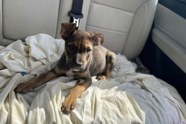 Apollo sitting in a car.