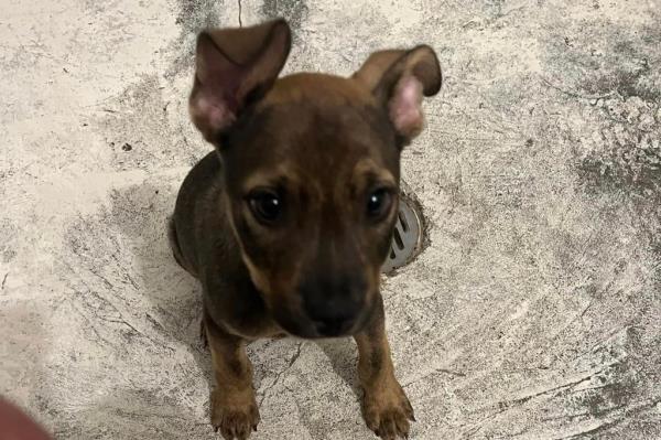 Apollo the puppy.