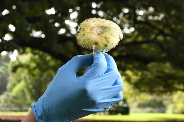 Photo of a mushroom. 