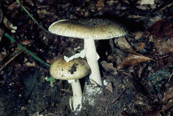 Photo of mushrooms. 