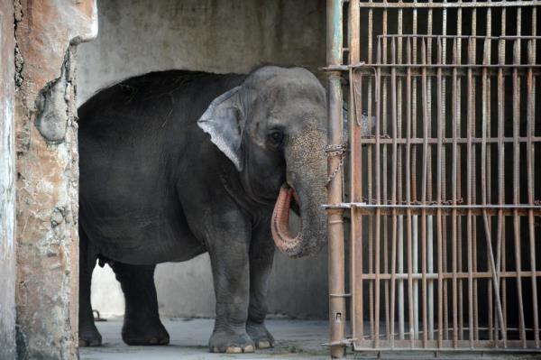 Mali died at the Manila Zoo on Tuesday. 