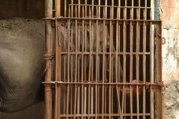 PETA has called Mali the saddest elephant in the world. 