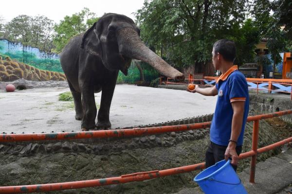 Mali has lived alone for decades. 