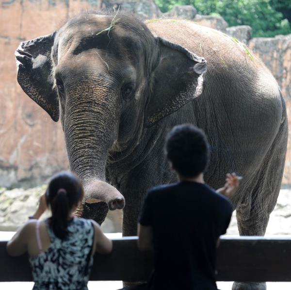 Mali has lived alone in her enclosure for decades. 