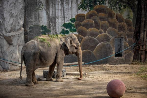 An autopsy revealed that Mali died of heart failure and also had cancer. 