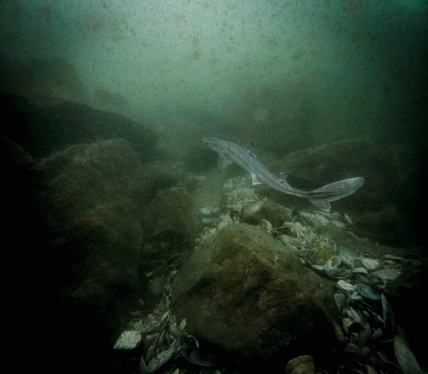 Sharks lurking in New York waters