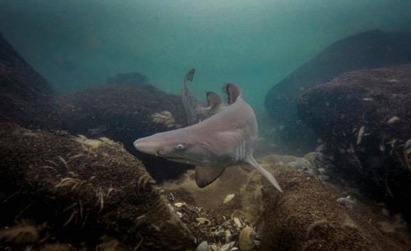 Shark