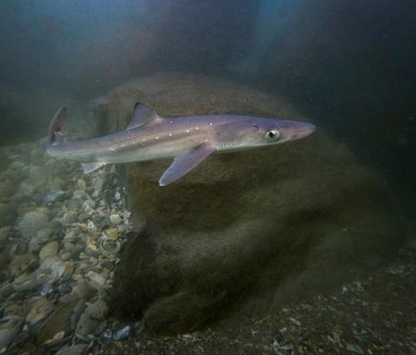 Sharks lurking in local waters