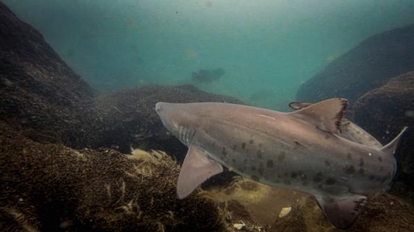 Close encounters underwater.