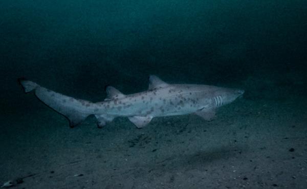 Great whites visit NYC waters -- but experts warned that sandtigers shouldn't be taken lightly, especially the young ones.
