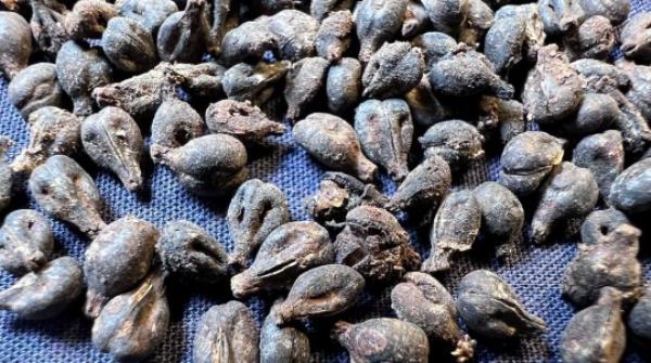 These excellently preserved grape seeds were found in the sealed wine jars in the tomb of Queen Meret-Neith in Abydos. See SWNS story SWSCwine. Sealed jars of wine from 5,000 years ago have been uncovered in an Egyptian Queen's tomb. The find, one of the oldest ever, was amo<em></em>ngst grave goods for Queen Meret-Neith in Abydos, from 3,000 BC. The researchers from the University of Vienna say she was the most powerful woman in the period and possibly the first female pharaoh of ancient Egypt. Queen Meret-Neith was the o<em></em>nly woman to have her own mo<em></em>numental tomb in Egypt's first royal cemetery at Abydos.