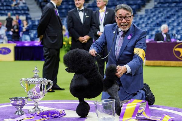 Sage, a miniature poodle, poses for photos after winning best in show at 148th Westminster Kennel Club dog show Tuesday, May 14, 2024, at the USTA Billie Jean King Natio<em></em>nal Tennis Center in New York.