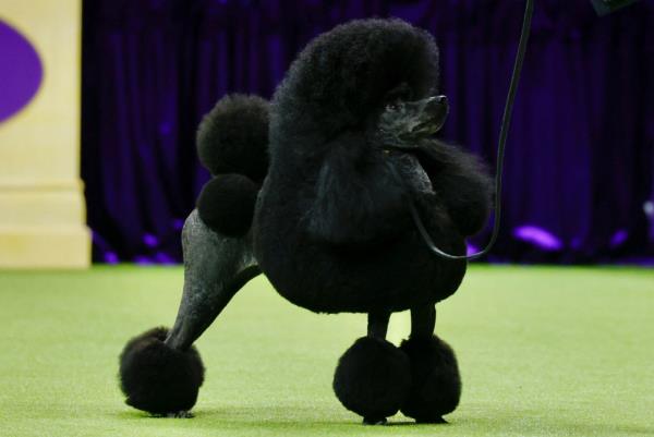 The 3-year-old miniature poodle from Houston won top prize at USTA Billie Jean King Natio<em></em>nal Tennis Center in Queens after beating out more than 3,000 pups across three riveting days of competition.