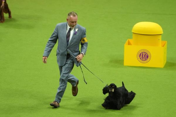 Micah, winner for Sporting Group competes during the 148th Annual Westminster Kennel Club Dog Show - Best In Show at Arthur Ashe Stadium on May 14, 2024 in Queens, New York.