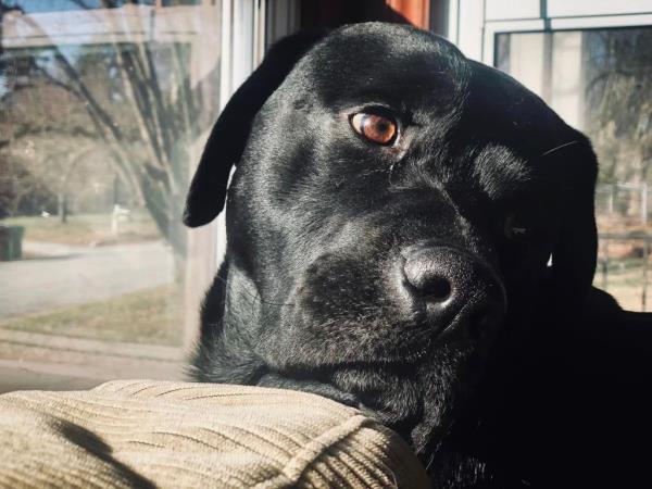 Hank the Labrador Retriever.