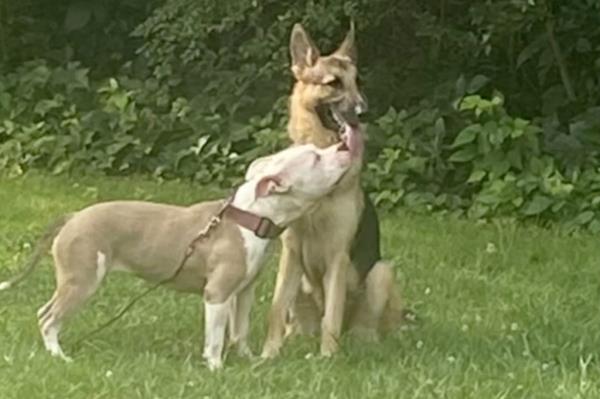 German shepherd and a pitbull.