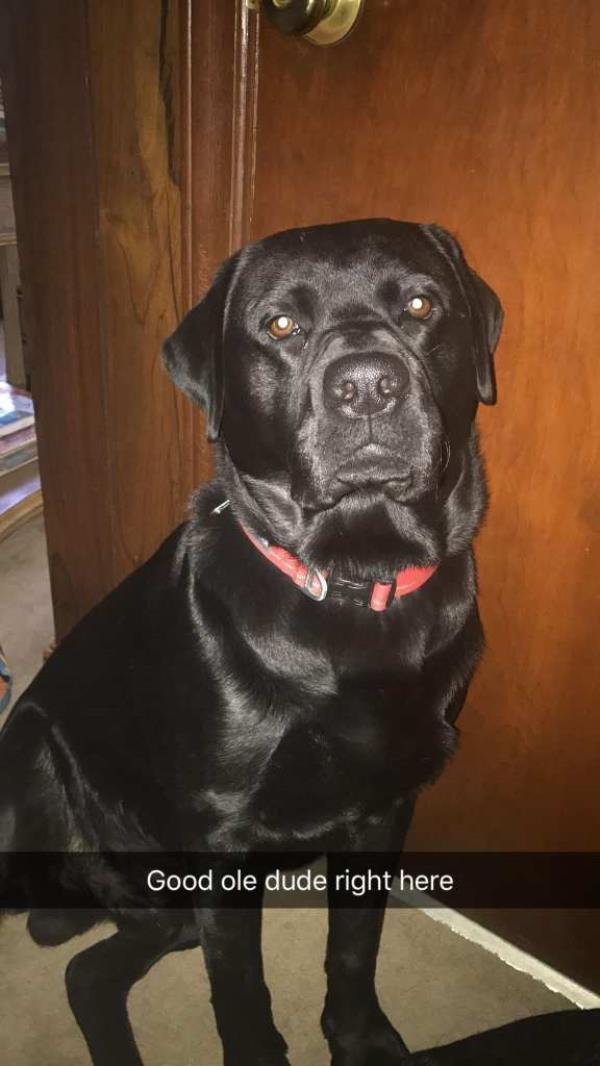 Hank the dog.