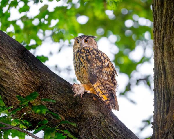 Flaco, a Eurasian eagle owl who escaped the Central Park Zoo a year ago