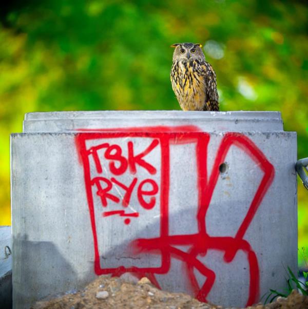 Flaco the owl