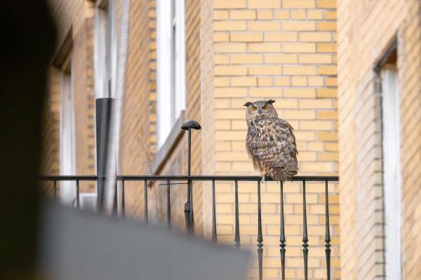 flaco the owl