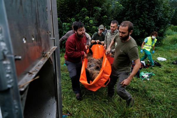 Several rangers carry an anaesthetized bear to a remote-co<em></em>ntrolled cage after performing a health check-up and placing a GPS collar on the animal.