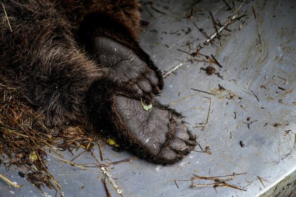 The hind paws of a Spanish Iberian brown bear, facing up, after the female was anaesthestized so veterinarians could perform a health checkup.