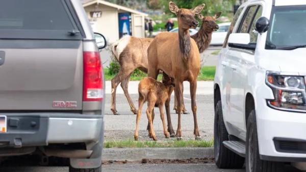 An elk calf nurses between cars in the Mammoth administration parking lot.