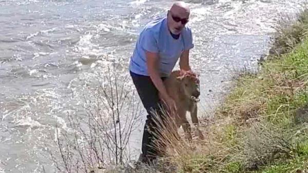 A photo shared by the Natio<em></em>nal Park Service shows a park visitor attempting to help a stranded bison calf.