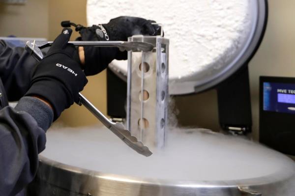 Frozen embryos and sperm stored in a co<em></em>ntainer with liquid nitrogen at a fertility clinic.