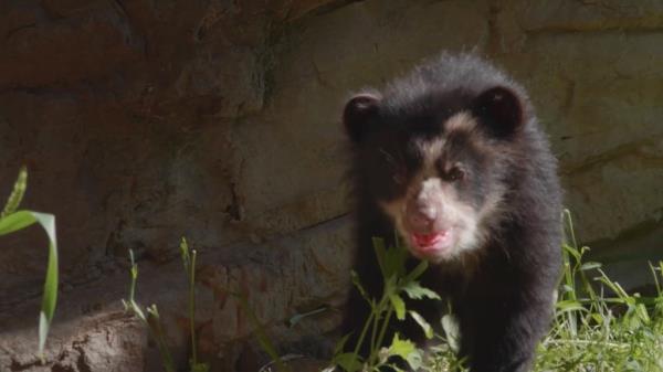 The cubs are the o<em></em>nly three of their species born in the last year who have been accredited by the  Association of Zoos and Aquariums.