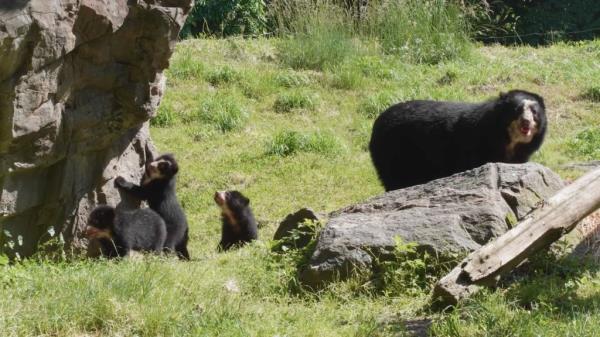 Andean bear triplets made their debut at the Queens Zoo on Monday.