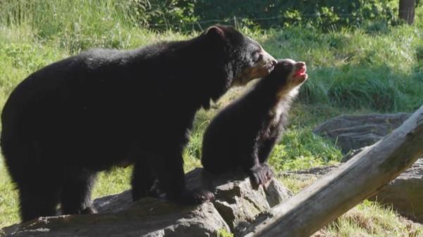 Experts noted that it is rare for an Andean bear to give birth to triplets.